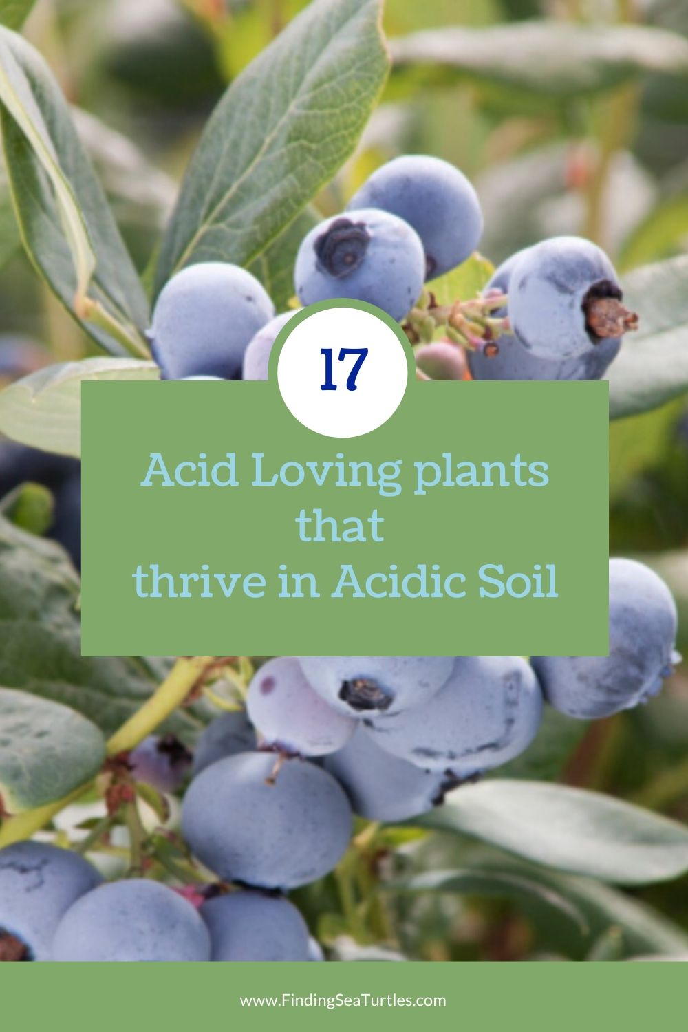 17 Acid Loving Plants that thrive in Acidic Soil #Perennials #AcidLovingPerennials #AcidLovingPlants #Gardening #AcidicSoil 
