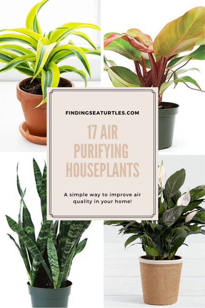 Air Purifying Plants for the Home