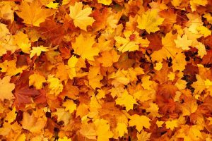 DIY Leaf mold Autumn Leaves #LeafMould #LeafMold #Gardening #SoilAmendments #SoilImprovement #Compost #OrganicMatter