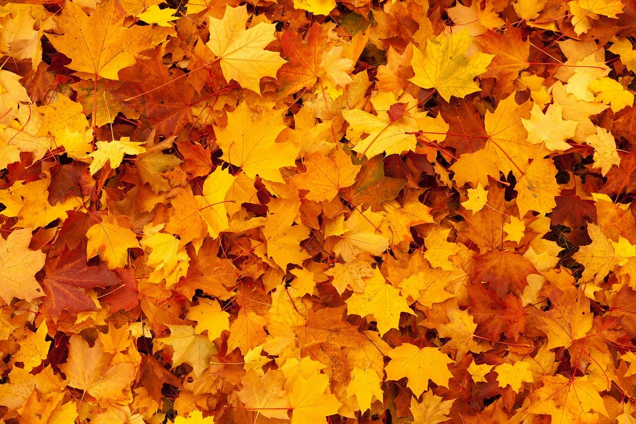 DIY Leaf mold Autumn Leaves #LeafMould #LeafMold #Gardening #SoilAmendments #SoilImprovement #Compost #OrganicMatter 