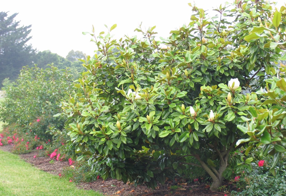 Plants that Thrive in Acidic Soils Baby Grand Magnolia photo Anthony Tesselaar #Perennials #AcidLovingPerennials #AcidLovingPlants #Gardening #AcidicSoil 