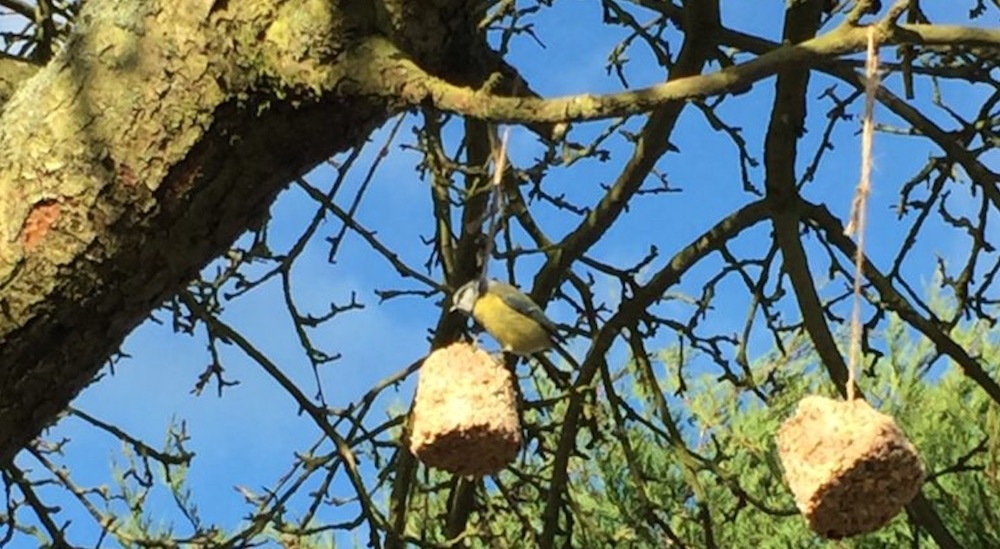 Blissful Domestication #FeedTheBirds #BirdFood #FeedWildBirds #Gardening #Wildbirds #DIY #DIYBirdFood #BirdCakes