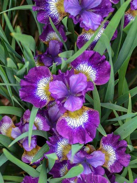 Soils Rich in Nutrients Contrast in Styles Iris #Perennials #ClayTolerantPerennials #PlantsThatThriveinClay #Gardening #ClaySoil #TolerantofClaySoils 