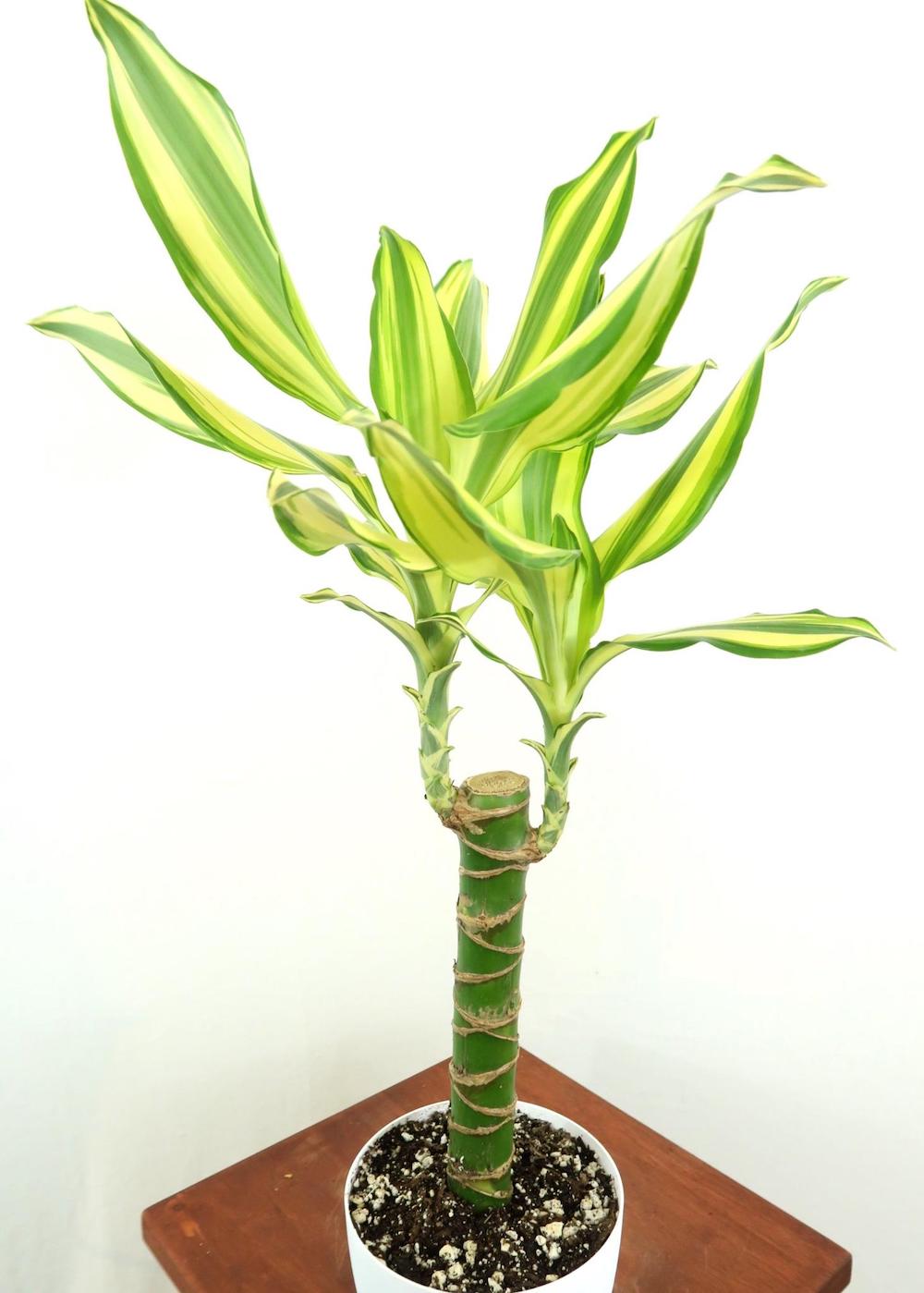 Better Air Quality Corn Plant Dracaena Cane #HousePlants #AirPurifyingPlants #IndoorPlants