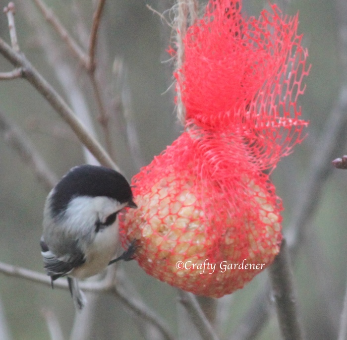 All Season Suet from the Crafty Gardener #FeedTheBirds #BirdFood #FeedWildBirds #Gardening #Wildbirds #DIY #DIYBirdFood #BirdCakes