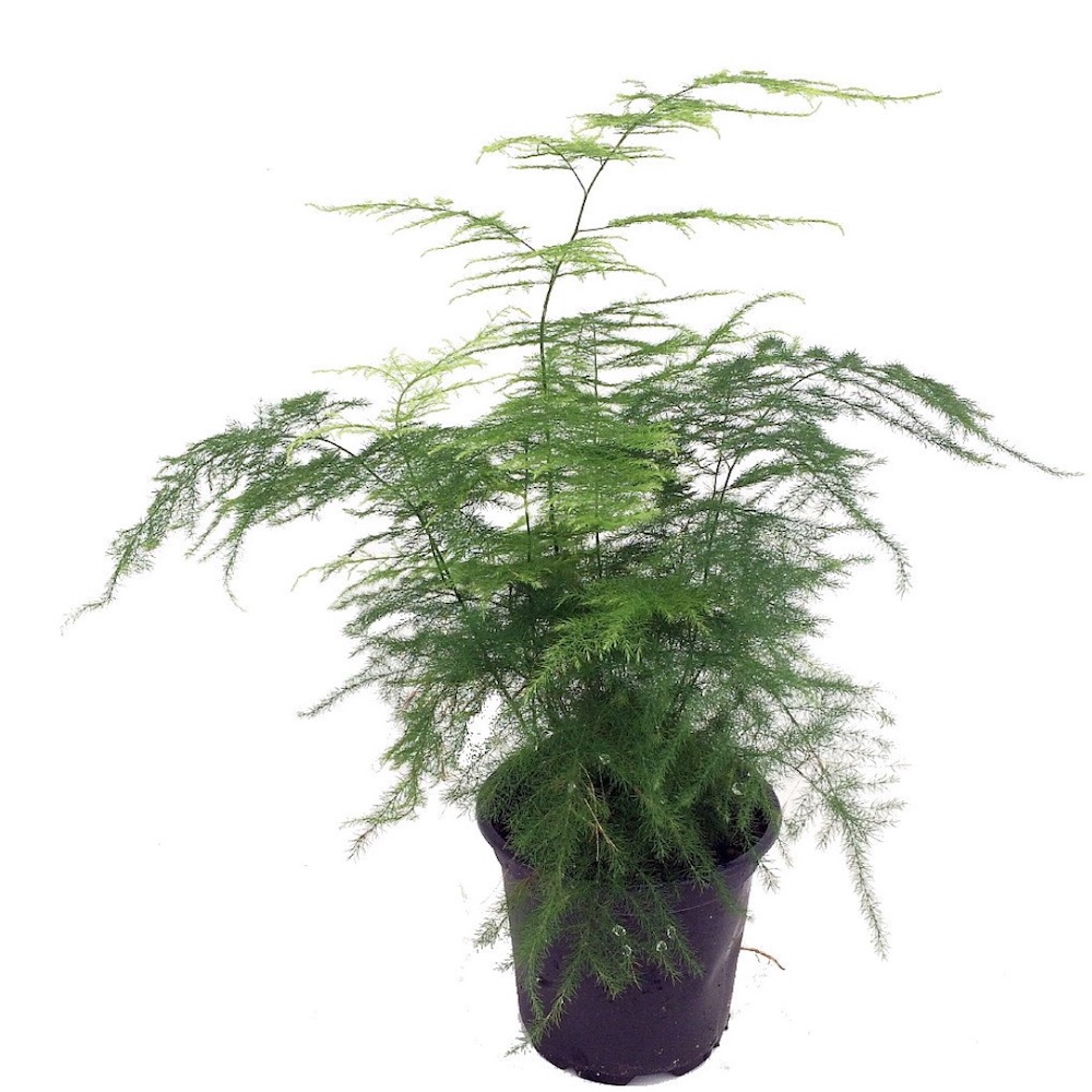 Air Purifying Plants Fern Leaf Plumosus Asparagus Fern #HousePlants #AirCleaningPlants #IndoorPlants