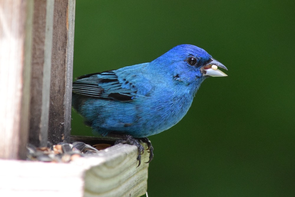 Homemade Birdseed Feeders Indigo Bunting on Bird Feeder #FeedTheBirds #BirdFood #FeedWildBirds #Gardening #Wildbirds #DIY #DIYBirdFood #BirdCakes