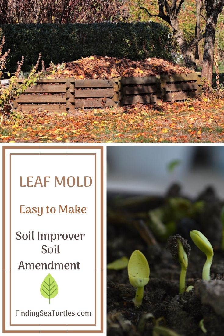 LEAF MOLD Easy to Make Soil Improver Soil Amendment #LeafMould #LeafMold #Gardening #SoilAmendments #SoilImprovement #Compost #OrganicMatter 