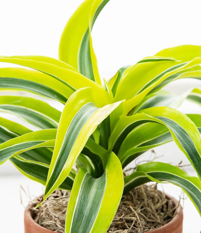 Air Purifying Plants for the Home