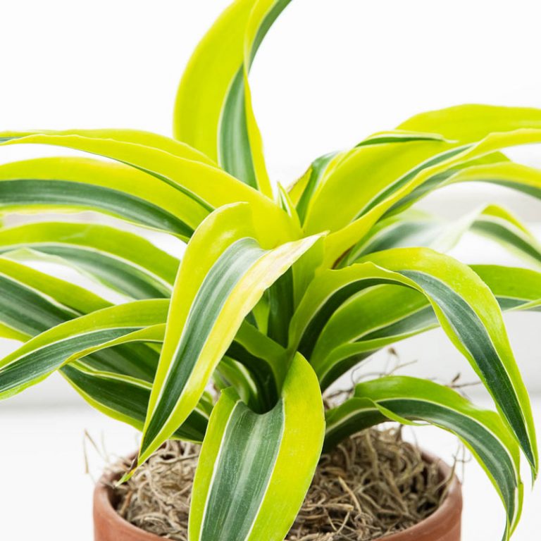 Air Purifying Plants for the Home