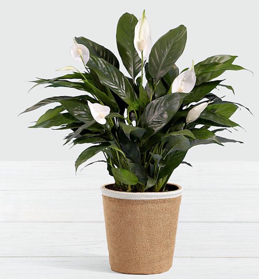 Cleaner Home Lush Tropical Peace Lily #HousePlants #AirCleaningPlants #AirPurifyingPlants #AirPurifyingHousePlants #IndoorPlants #CleanAir