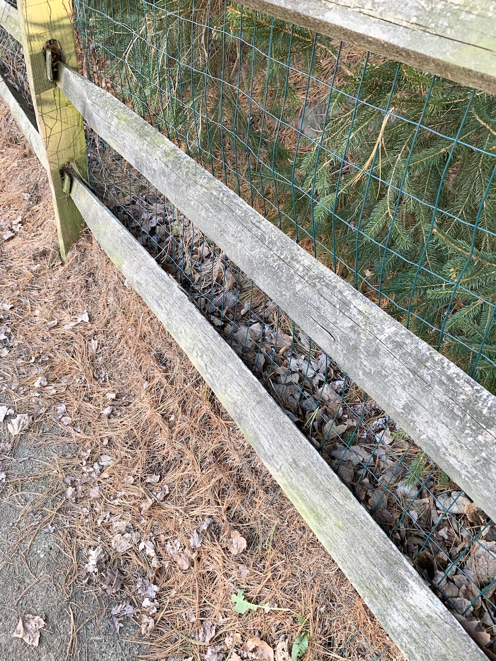 Soil Amendments Pine Needles for Acidic Plants #LeafMould #LeafMold #Gardening #SoilAmendments #SoilImprovement #Compost #OrganicMatter 