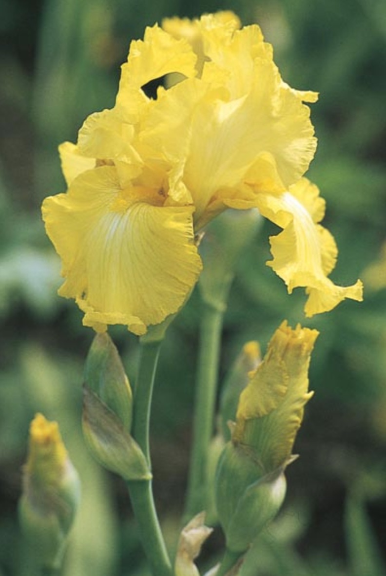 Nutrient Rich Soil Well Endowed Bearded Iris photo by Hort Printers #Perennials #ClayTolerantPerennials #PlantsThatThriveinClay #Gardening #ClaySoil #TolerantofClaySoils 