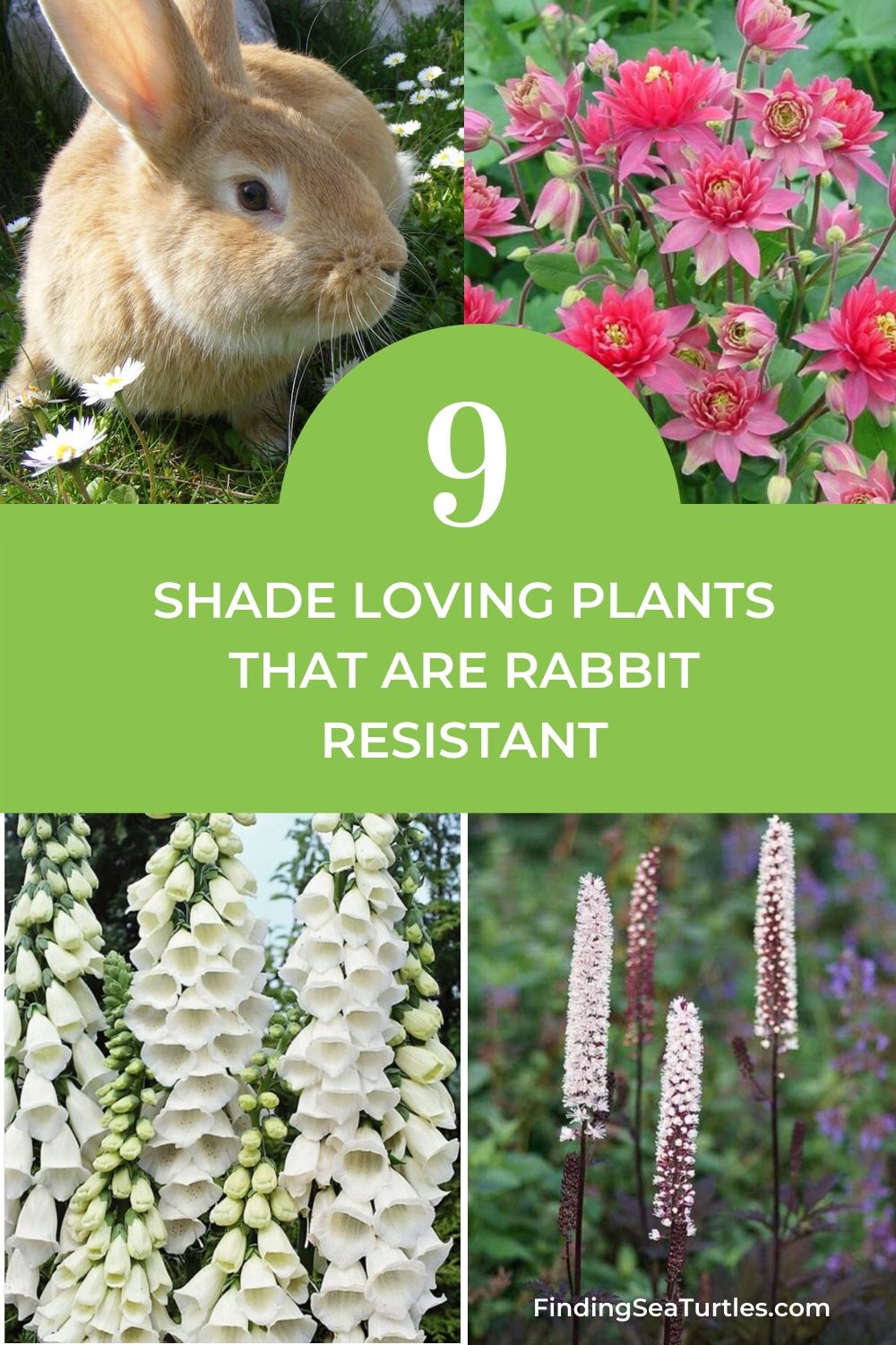 9 Shade Loving Plants that are Rabbit Resistant #PollinatorPlants #RabbitResistant #PlantsResistanttoRabbits #PlantsforPollinators #Gardening #Perennials