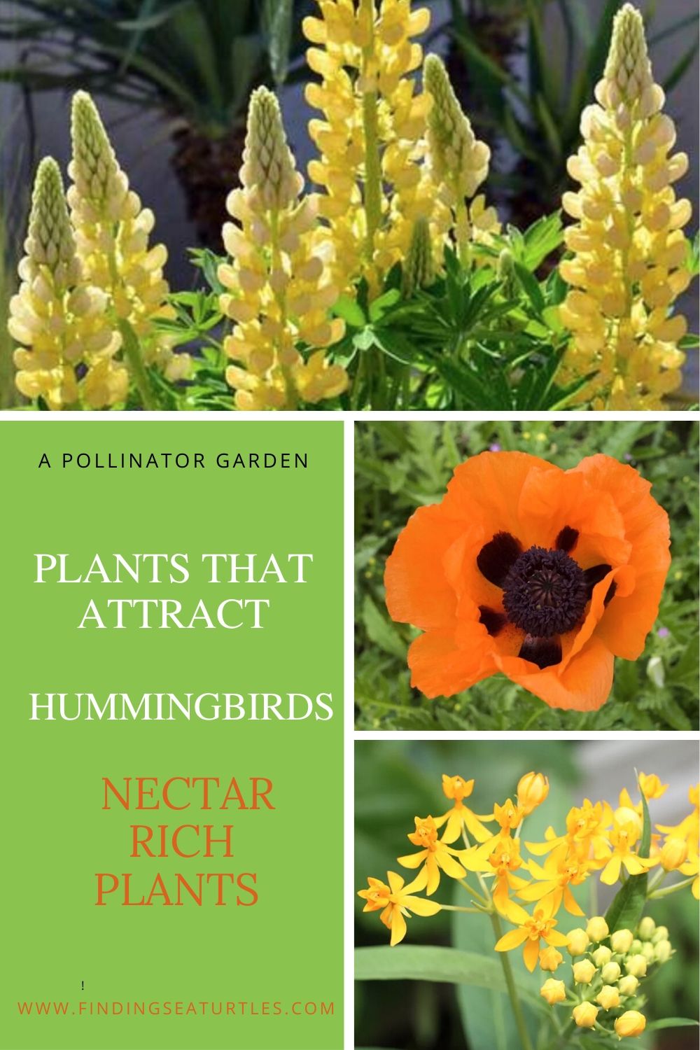 A Pollinator Garden Plants that Attract Hummingbirds #Hummingbirds #Garden #Gardening #Plants #GardenPollinators #AttractHummingbirds #NectarRichPlants #BeneficialForPollinators