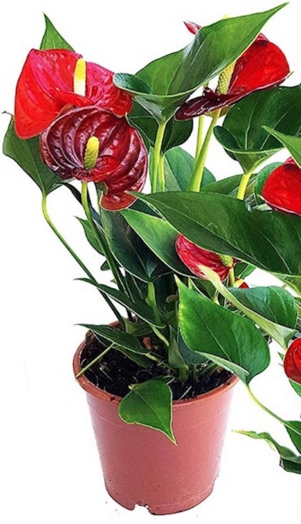 Spa Greenery Anthurium Red #Spa #bathroom #HomeSpa #PamperYourself #SpaAccessories #MeTime #BathSpa #DIYHomeSpa #Relax #Soothing