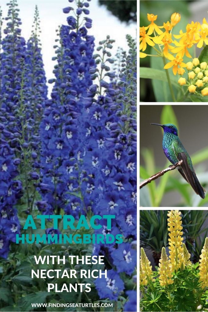 Plants that attract hummingbirds