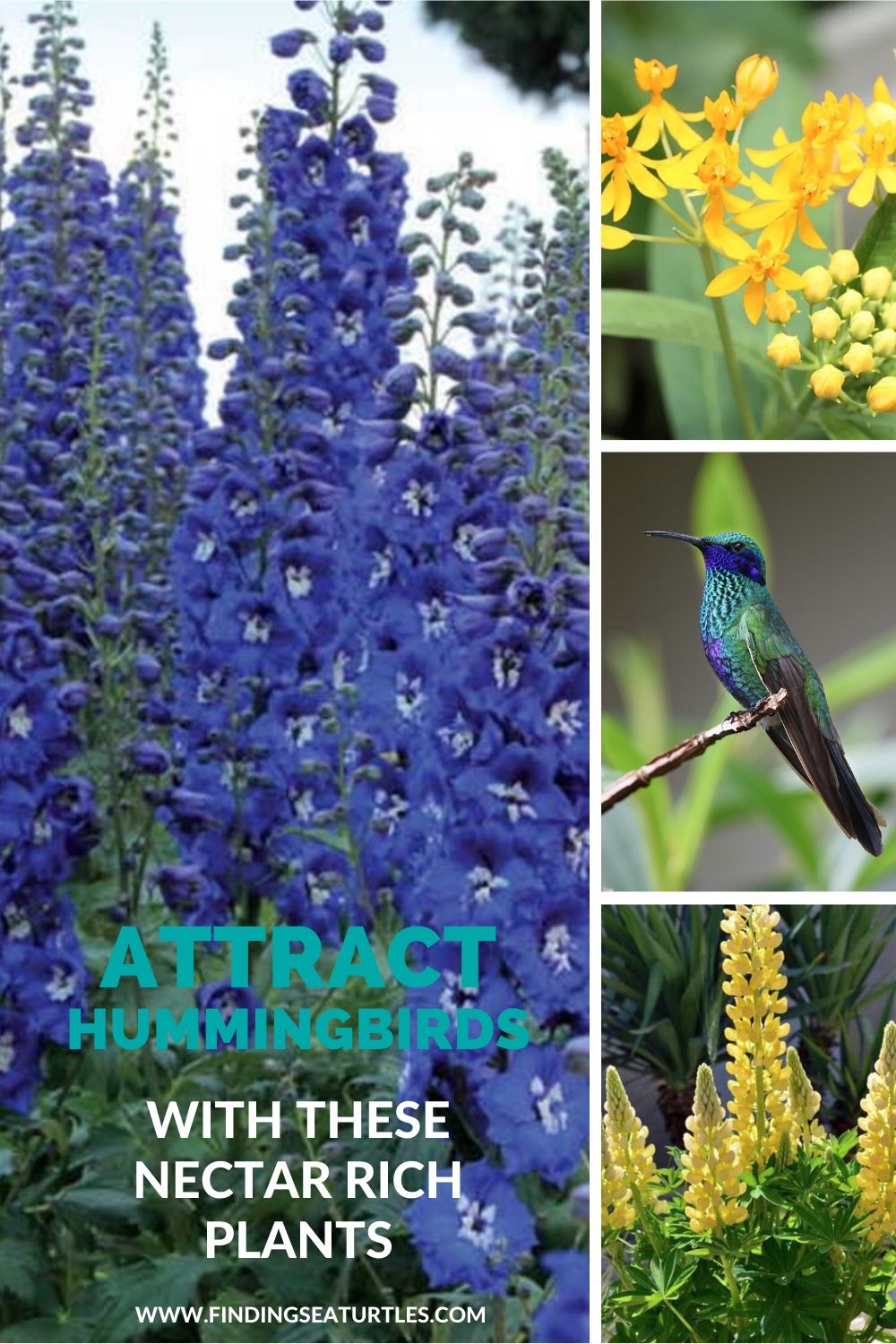 Attract Hummingbirds with these Nectar Rich Plants #Hummingbirds #Garden #Gardening #Plants #GardenPollinators #AttractHummingbirds #NectarRichPlants #BeneficialForPollinators