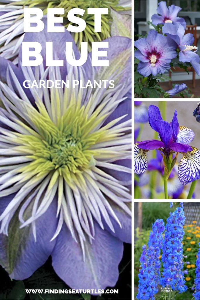 Best Blue Plants for the Garden