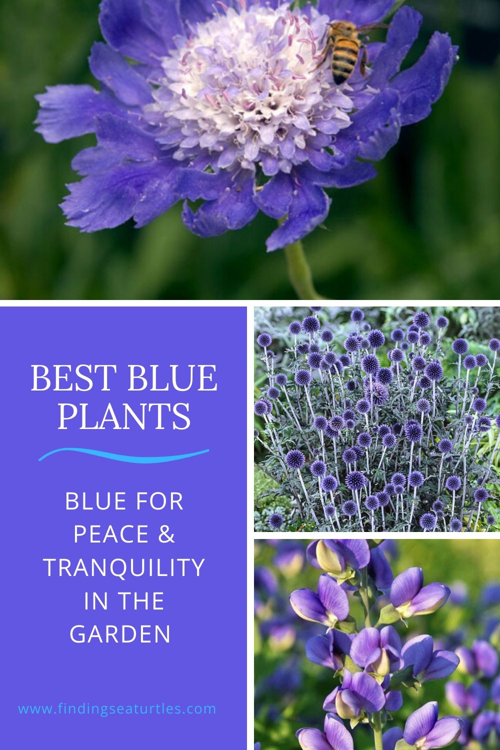 Best Blue Plants Blue for Peace Tranquility in the Garden #Garden #Plants #Gardening #PlantswithBlueFlowers #PlantswithBlueBlooms #BluePlants #DramaticFoliagePlants