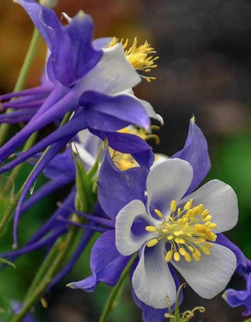 Blue Jay Aquilegia #PollinatorPlants #RabbitResistant #PlantsResistanttoRabbits #PlantsforPollinators #Gardening #Perennials