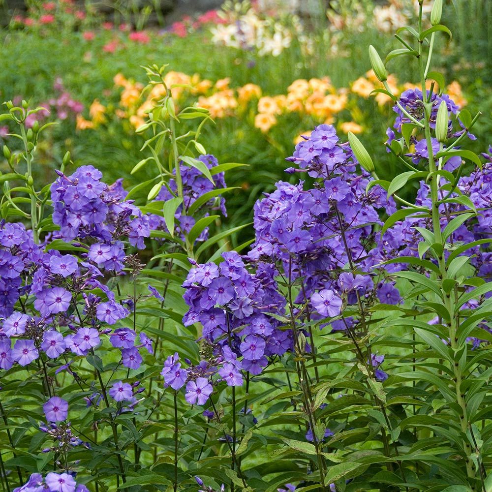 Best Blue Plants for the Garden Blue Paradise Phlox #Garden #Plants #Gardening #PlantswithBlueFlowers #PlantswithBlueBlooms #BluePlants #DramaticFoliagePlants