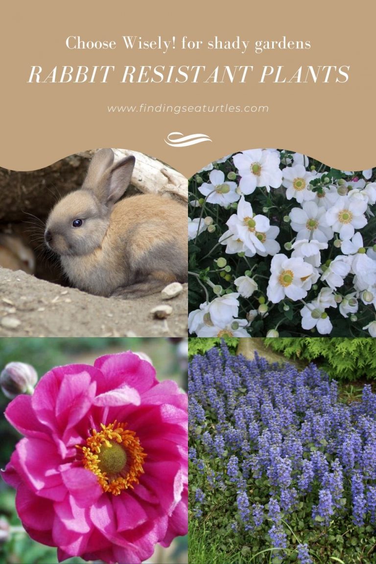 Pollinator Plants that are Rabbit Resistant - Finding Sea ...