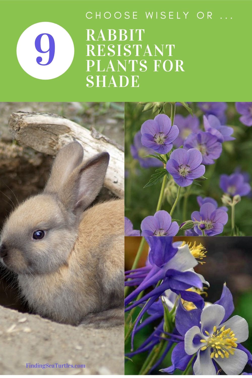 Choose Wisely or ... Rabbit Resistant Plants for Shade #PollinatorPlants #RabbitResistant #PlantsResistanttoRabbits #PlantsforPollinators #Gardening #Perennials