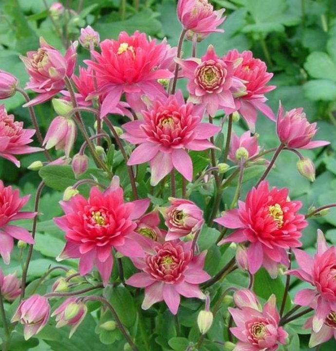 Pollinator Plants that are Rabbit Resistant