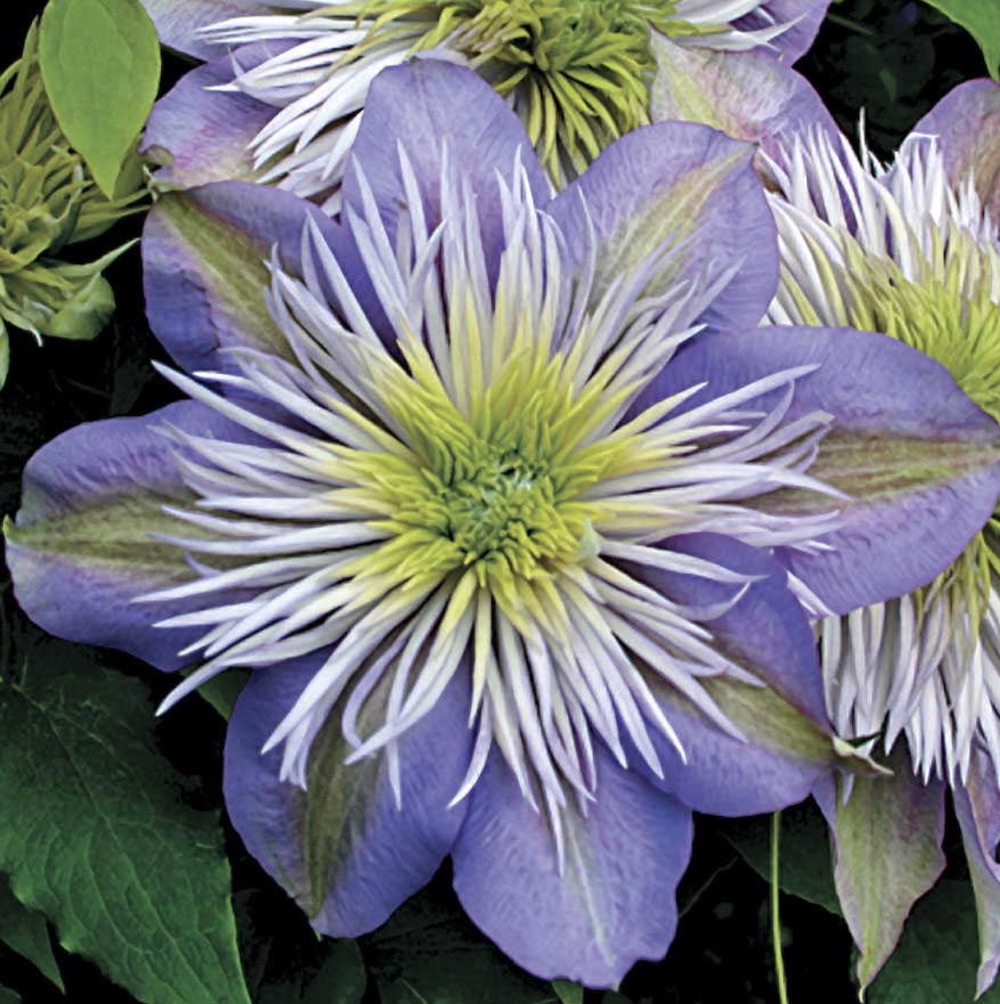 Best Blue Plants for the Garden Crystal Fountain Clematis #Garden #Plants #Gardening #PlantswithBlueFlowers #PlantswithBlueBlooms #BluePlants #DramaticFoliagePlants