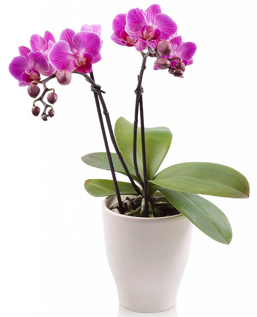 A Little Greenery for the Spa Double Stem Phalaenopsis Orchid #Spa #bathroom #HomeSpa #PamperYourself #SpaAccessories #MeTime #BathSpa #DIYHomeSpa #Relax #Soothing