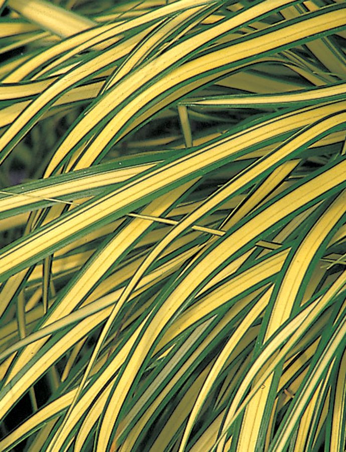 Plants with Gold Leaf Foliage