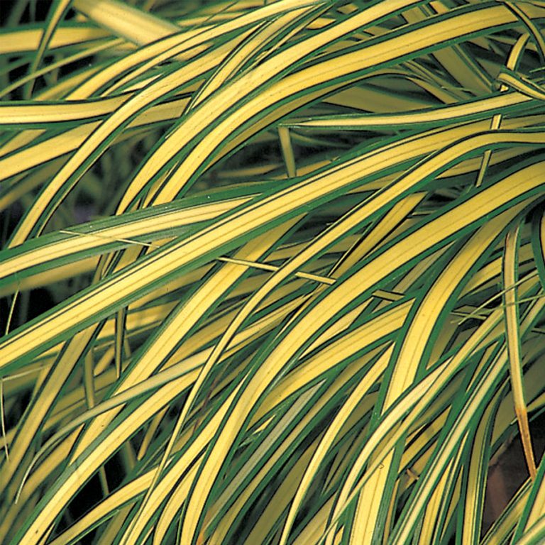 Plants with Gold Leaf Foliage