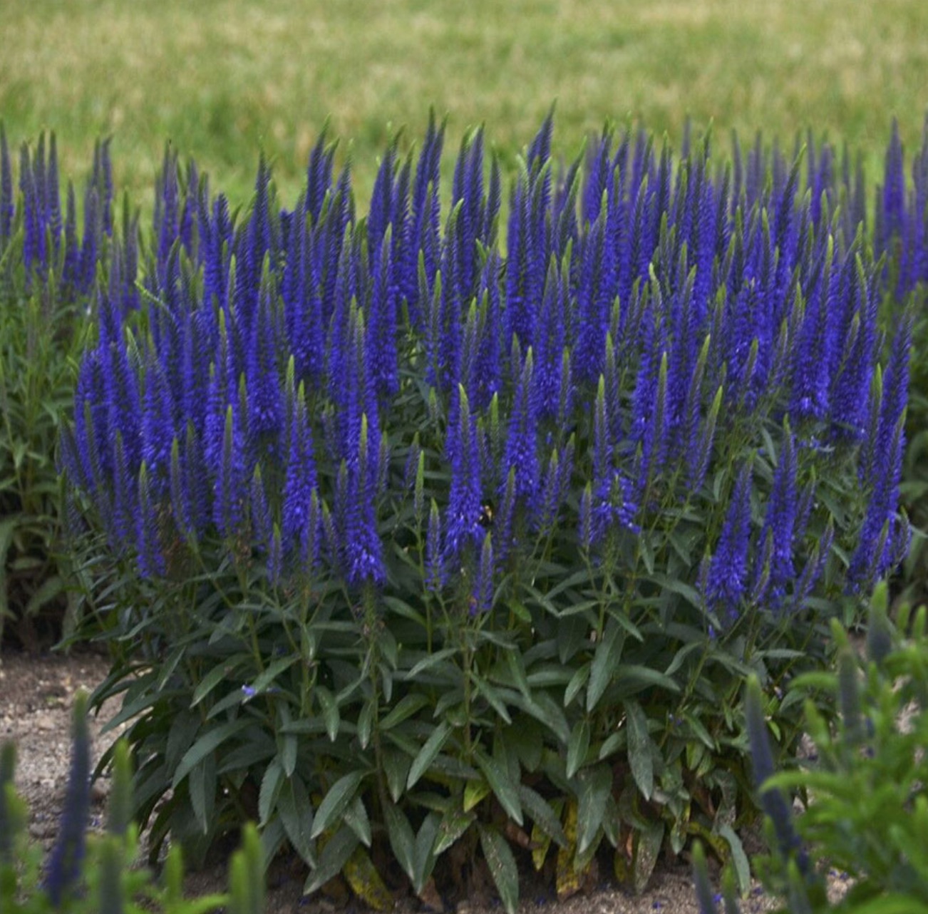 Summer Blooming - Magic Show Wizard of Ahhs Veronica #Garden #Plants #Gardening #PlantswithBlueFlowers #PlantswithBlueBlooms #BluePlants #DramaticFoliagePlants