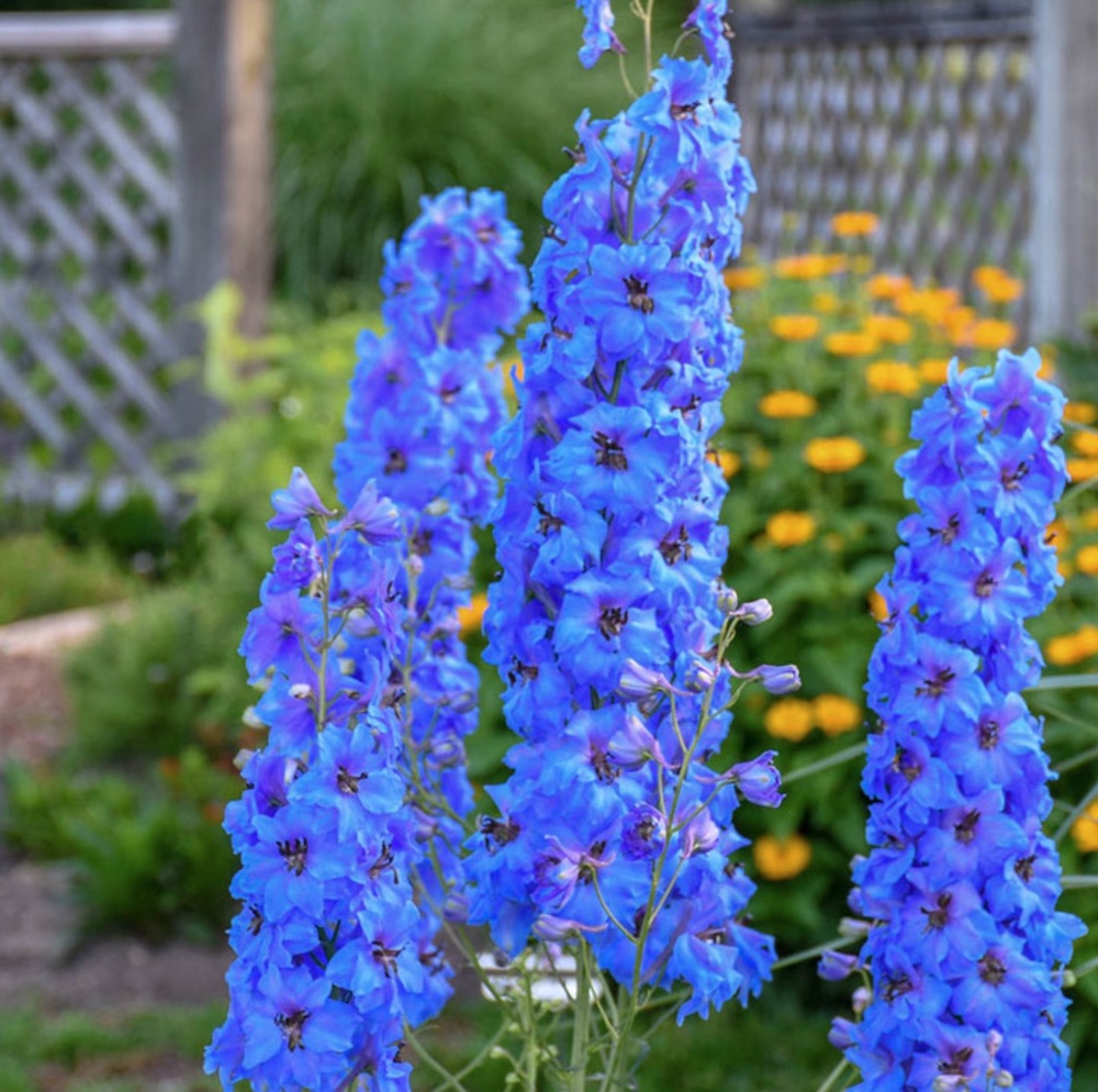 Summer to Early Fall Blooming Million Dollar Blue Delphinium #Garden #Plants #Gardening #PlantswithBlueFlowers #PlantswithBlueBlooms #BluePlants #DramaticFoliagePlants