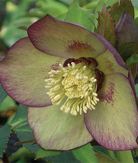 How to Grow Hardy Hellebores