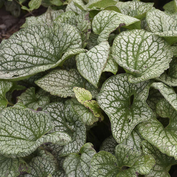 Plants with Silver Foliage Queen of Hearts Brunnera #SilverFoliage #PlantswithSilverLeaves #DramaticFoliagePlants #Gardening #Landscapes #SilverLeafPlants