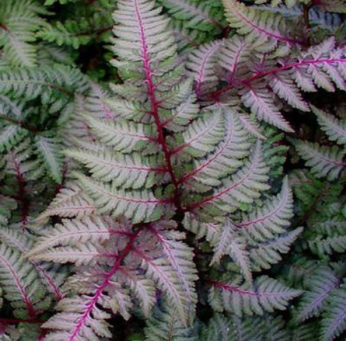 Plants with Silver Leaf Foliage Regal Red Japanese Painted Fern #SilverFoliage #PlantswithSilverLeaves #DramaticFoliagePlants #Gardening #Landscapes #SilverLeafPlants