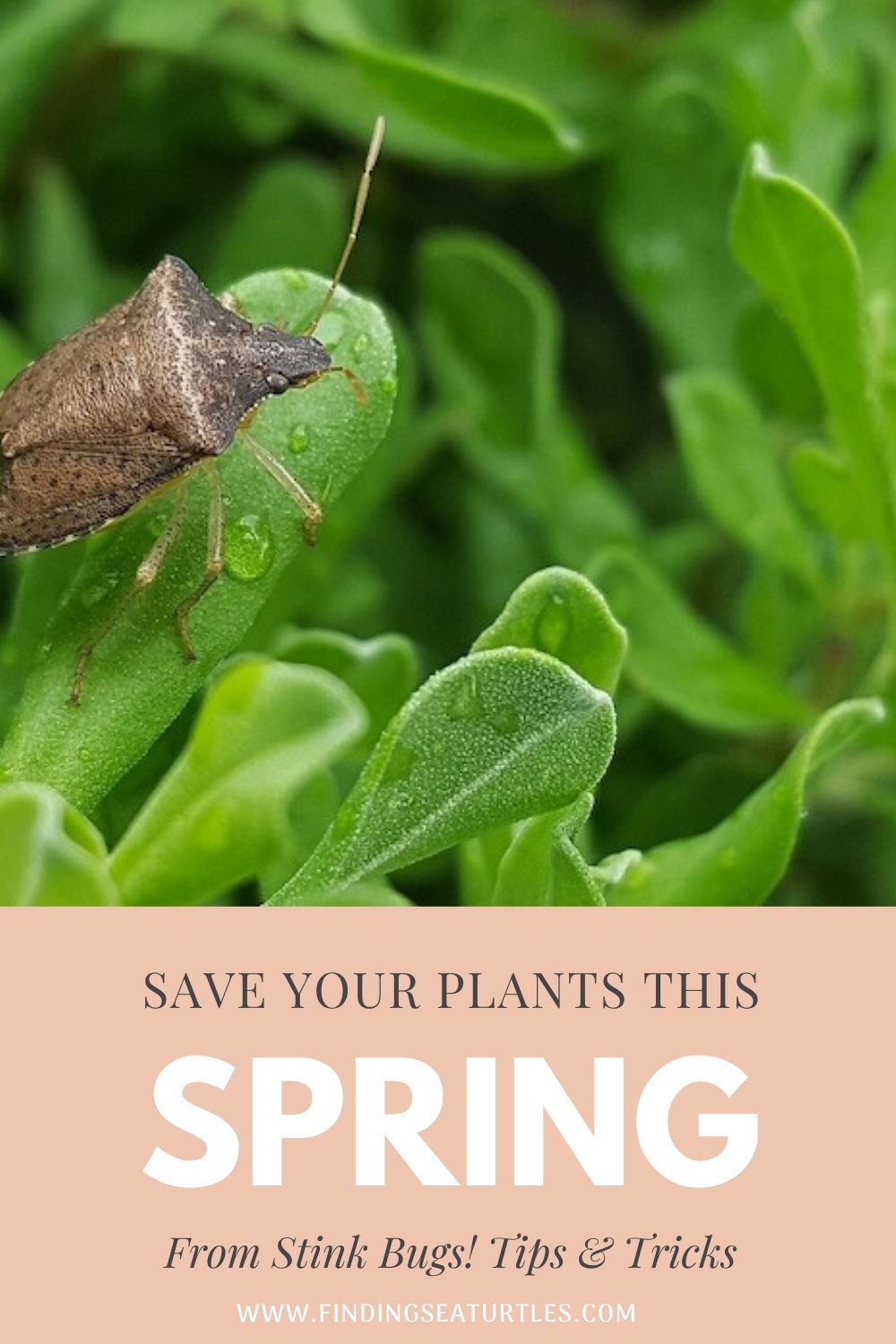 Save Your Plants this Spring from Stink Bugs! Tips & Tricks #Garden #Plants #Gardening #GardenPests #StinkBugs #StoptheBMSB #ControltheStinkBug