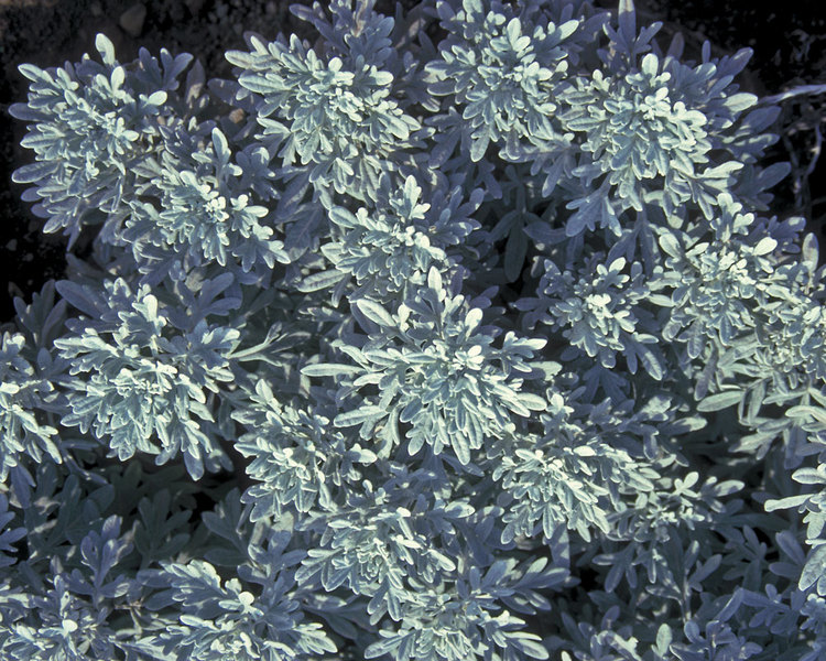 Plants with Silver Foliage Silver Brocade Artemisia #SilverFoliage #PlantswithSilverLeaves #DramaticFoliagePlants #Gardening #Landscapes #SilverLeafPlants