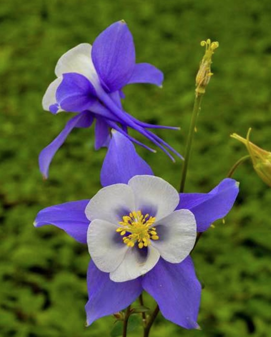 Spring Blooming Songbird Blue Jay Aquilegia #Garden #Plants #Gardening #PlantswithBlueFlowers #PlantswithBlueBlooms #BluePlants #DramaticFoliagePlants