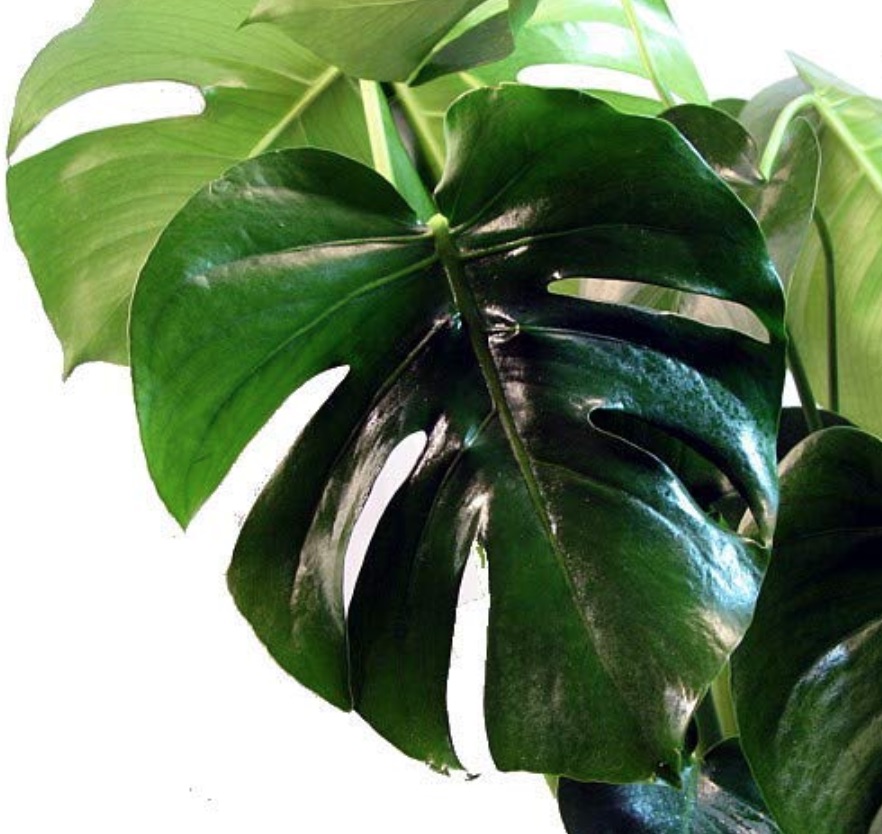 Accessories to Create a Home Spa Split Leaf Monstera #Spa #bathroom #HomeSpa #PamperYourself #SpaAccessories #MeTime #BathSpa #DIYHomeSpa #Relax #Soothing