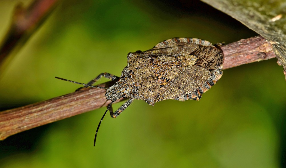 Beware of the arrival of the Stink Bug this Spring #Garden #Plants #Gardening #GardenPests #StinkBugs #StoptheBMSB #ControltheStinkBug