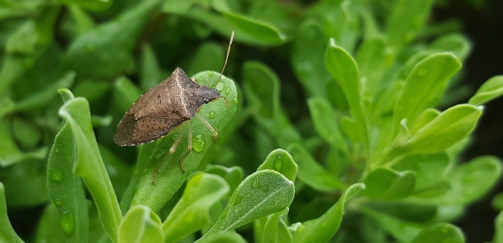 Stink Bugs Invading the Garden Stink Bug #Garden #Plants #Gardening #GardenPests #StinkBugs #StoptheBMSB #ControltheStinkBugs