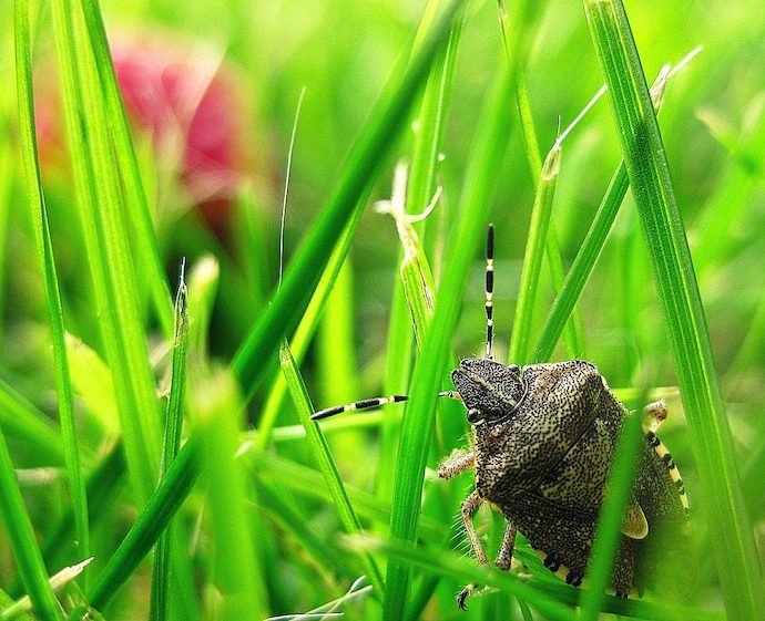 Stink Bugs Invading the Garden