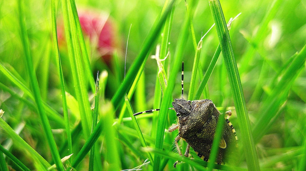 In Search for the Next Meal Stink Bug #Garden #Plants #Gardening #GardenPests #StinkBugs #StoptheBMSB #ControltheStinkBug