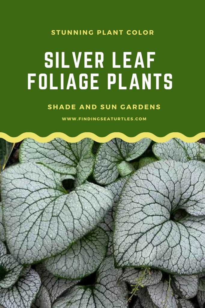 Plants with Silver Foliage - Finding Sea Turtles