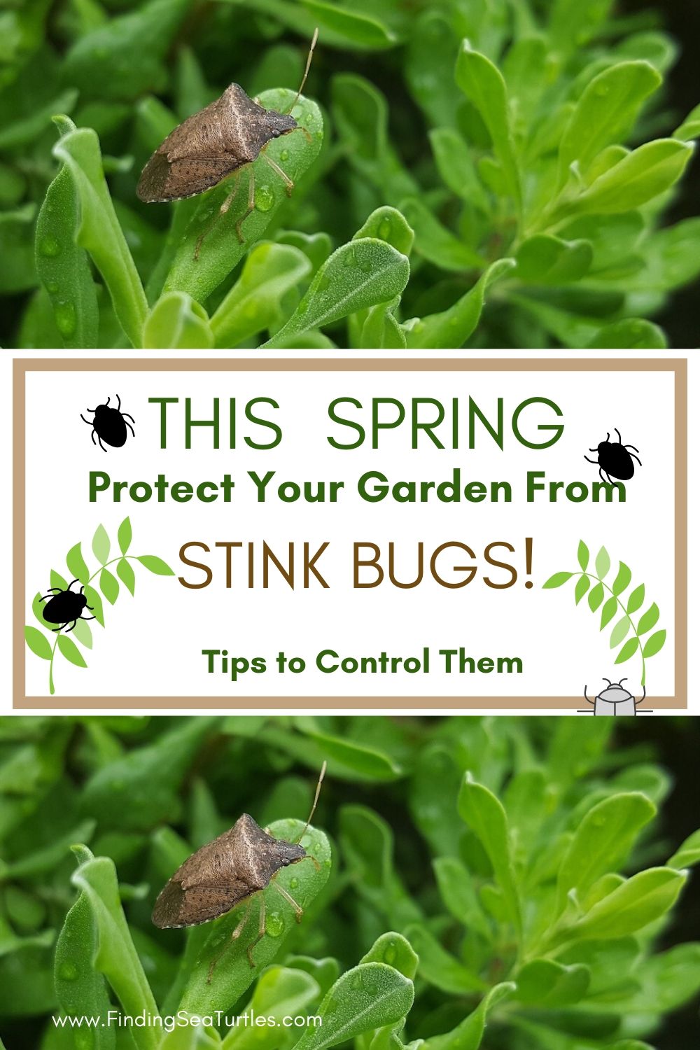 This Spring Protect Your Garden From Stink Bugs #Garden #Plants #Gardening #GardenPests #StinkBugs #StoptheBMSB #ControltheStinkBug