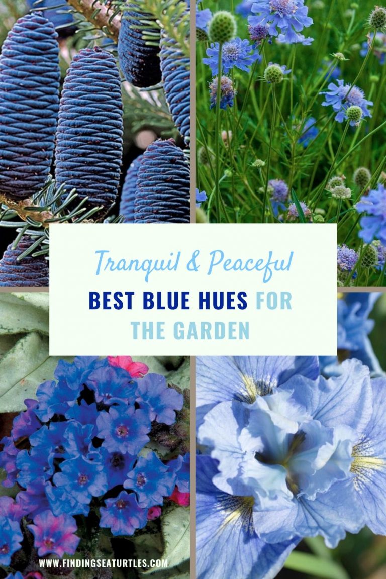 Best Blue Plants for the Garden