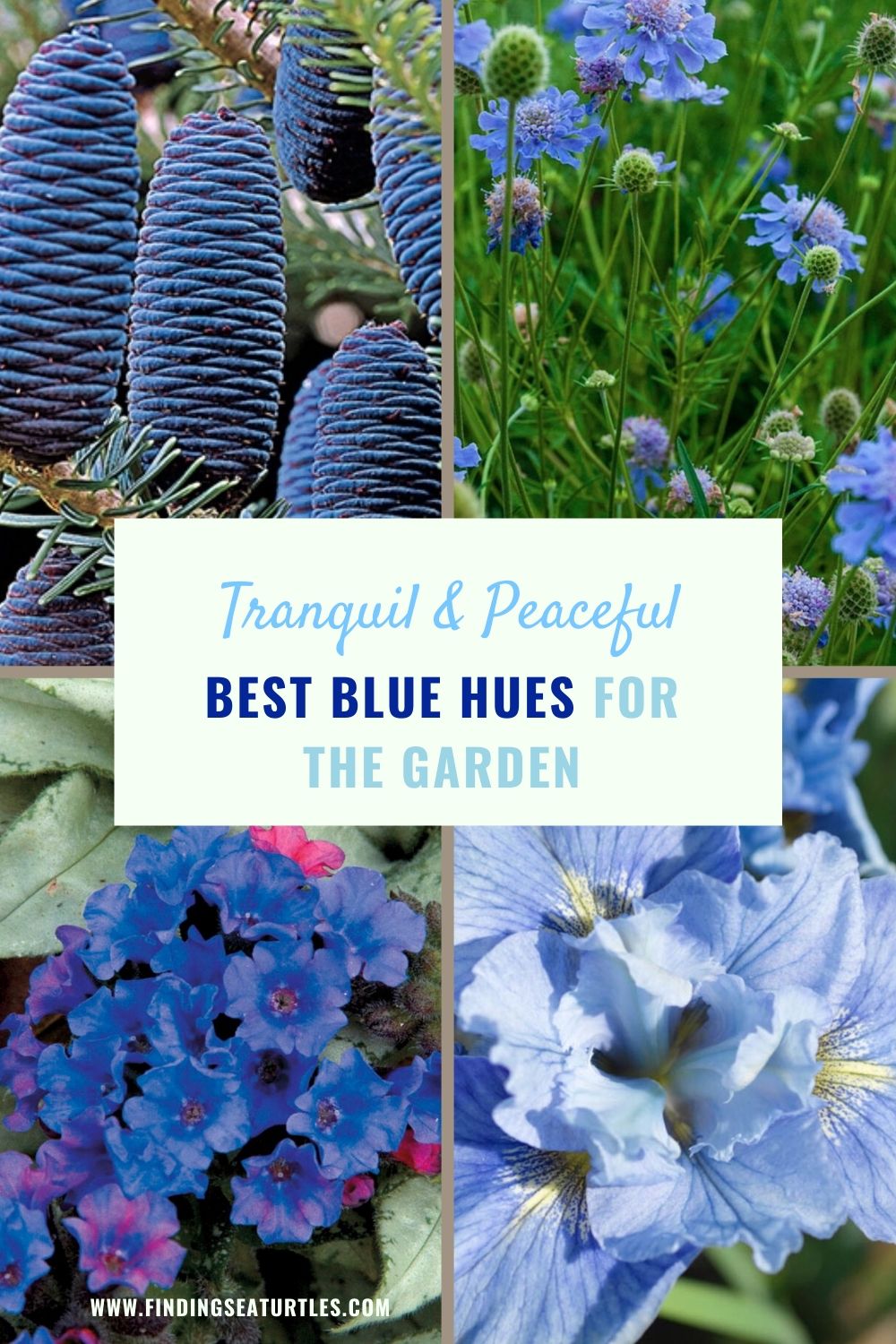 Tranquil Peaceful Best Blue Hues for the Garden #Garden #Plants #Gardening #PlantswithBlueFlowers #PlantswithBlueBlooms #BluePlants #DramaticFoliagePlants